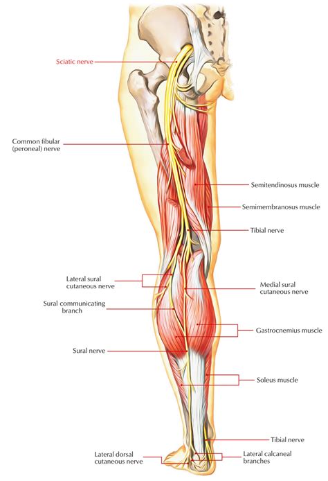 Related online courses on physioplus. Hiking With Sciatica - Trailside Fitness