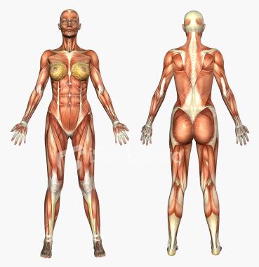 The interactive muscle anatomy diagram shown below outlines the major superficial (i.e. The evolution of the human body