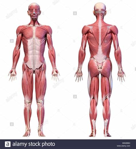 In human and animal anatomy, three principal planes are used: Human anatomy 3d illustration, male muscular system full ...