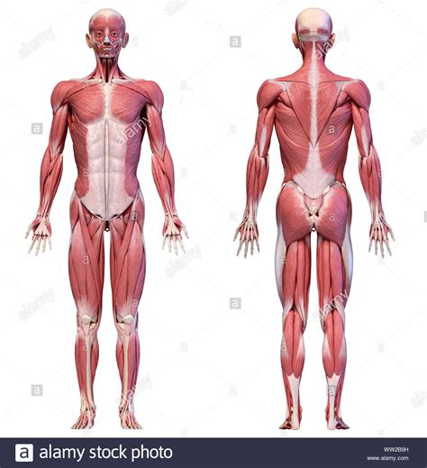 Collection of bare human man and woman feet arranged in different poses isolated on blank t shirt template. Human anatomy 3d illustration, male muscular system full ...