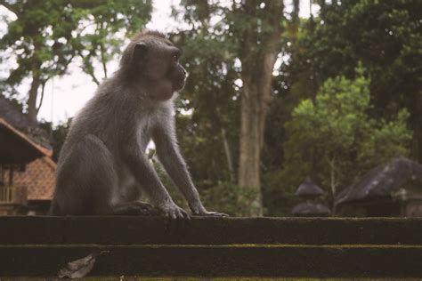 Zur grundimmunisierung werden ab dem vollendeten 2. Deine Impfungen für Bali | Living the World