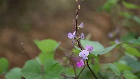 The pods are the same. Hyacinth Bean Plant in the Stock Footage Video (100% ...