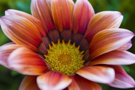 Le 5 specie di margherite piu comuni guida giardino / fiori tipo margherite colorate gerbera, la margherita colorata. NATURA CON ANIMA: MARGHERITE COLORATE FIORI VARI E FRASI ...