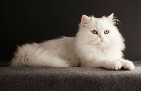 Untuk jenis kucing persia medium pun akan dibedakan ke dalam dua jenis yakni shorthair dan longhair. Harga Kucing Persia Terbaru 2019 - Kucing.co.id