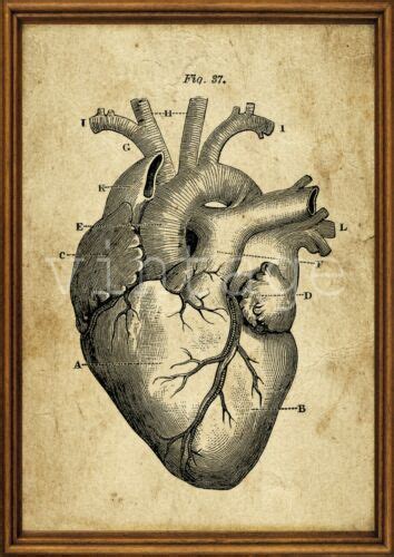 Bei manchen druckern ist es möglich ein din a4 blatt auch quer einzulegen. HERZ-Mensch-Anatomie-PRINT-DRUCK-Vintage-style-Din-A4 ...