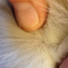 Now that you've identified the cause of your cat's discomfort, you can address the. Does My Cat Have Fleas? | How To Tell | Walkerville Vet