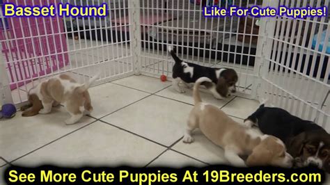 5 out of 5 stars. Basset Hound, Puppies, Dogs, For Sale, In Chicago, Illinois, IL, 19Breeders, Rockford ...