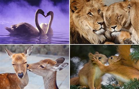 Animals In Love | Animals, Animals beautiful, Animals friends