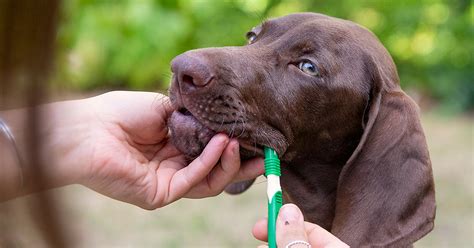 Check spelling or type a new query. Tails.com: Tips On How To Clean Your Puppy's Teeth