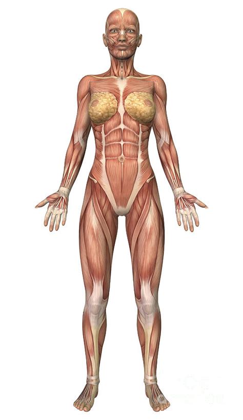 The rectus abdominis is the visible abdominal muscle in the front and is the least important (yes you read it right) of all the muscles. Female Muscular System, Front View Digital Art by ...