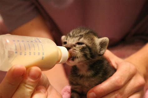 How do i feed a newborn kitten? Learn How to Bottle Feed a Newborn Kitten Properly ...