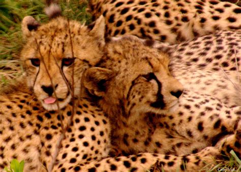 cheetah babies | Cheetah, My travel, Animals
