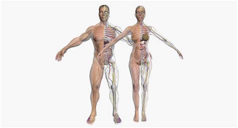 They are surrounded by a variable amount of fat (depending on the body condition of the individual), which makes them easier to visualize on radiographs. Full Female And Male Body Anatomy 3DSmax | CGTrader