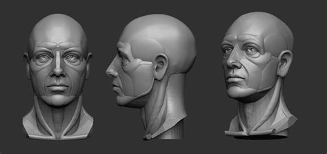 Finished modified head model using carrara. Planar simplified male head | 3D Print Model in 2020 | 3d ...
