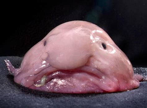 So tief kann kein mensch tauchen, dort unten gelangt kein lichtstrahl hin, tag und nacht ist es dort finster. Behold the Blobfish | Science | Smithsonian