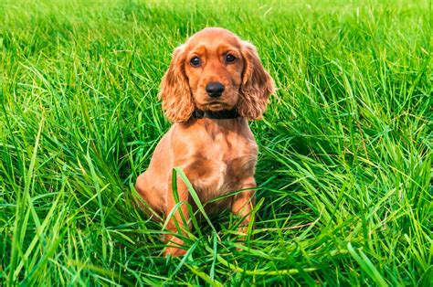 Click here to learn more about medium dog breeds and find a medium sized dog that suits your lifestyle. What are the most popular medium-sized dog breeds, and why ...