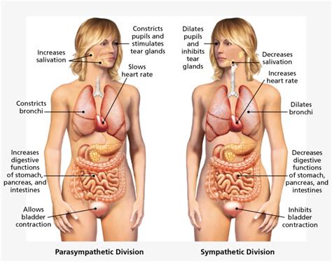 Meridian connection connecting everything in your body. Illustration Of Woman\'S Internal Organs : Female ...