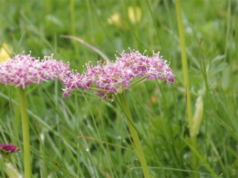 Find help & information on chaerophyllum hirsutum 'roseum' hairy chervil 'roseum' from the rhs. カエロフィルム・ロセウム (Chaerophyllum hirsutum var roseum)