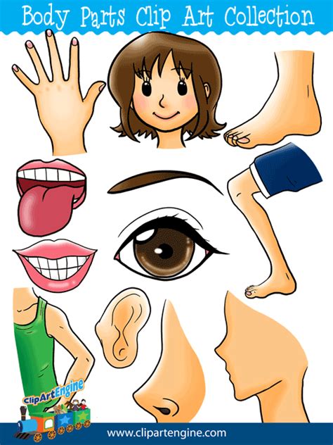 Speech therapy, glenn doman / makoto shichida methods, people activities for preschoolers and toddlers. Free PNG Of Body Parts Transparent Of Body Parts.PNG ...