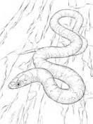 And you can freely use images for your personal blog! Black Mamba coloring page | Free Printable Coloring Pages