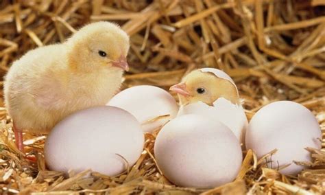Dengan posisi bediri, maksimal 1080 butir telur ayam atau bebek bisa masuk kedalamnya. √ Cara Menetaskan Telur Ayam Dengan Kardus & Tanpa Lampu
