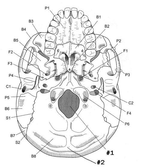 The skull is a bone structure that forms the head in vertebrates. Axial Skeleton; Skull Flashcards by ProProfs