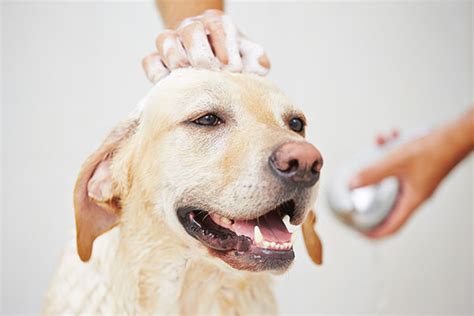 Maybe you would like to learn more about one of these? Pet Grooming in Las Vegas, NV | Companion Animal Hospital