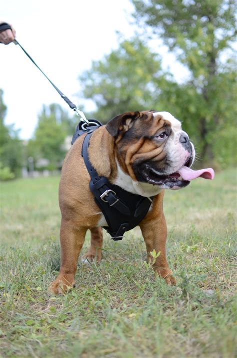 Harness, collar, leash, hoodie, bandana. Padded Dog Harness for English Bulldog [H1###1052 Leather ...