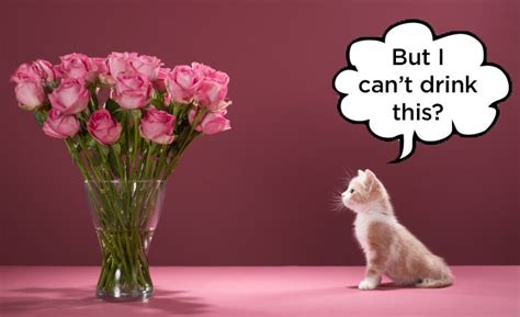 When done right, flowers are the perfect gift. 17 Reasons Wine Makes The Best Valentine