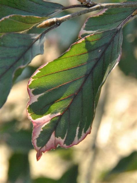 Other variegated beeches include the cultivars 'albovariegata' the audubon field guide also mentions that the words beech and book come from the same root, because ancient saxons and germans wrote. Fagus sylvatica 'Purpurea Tricolor' | Fagus sylvatica ...