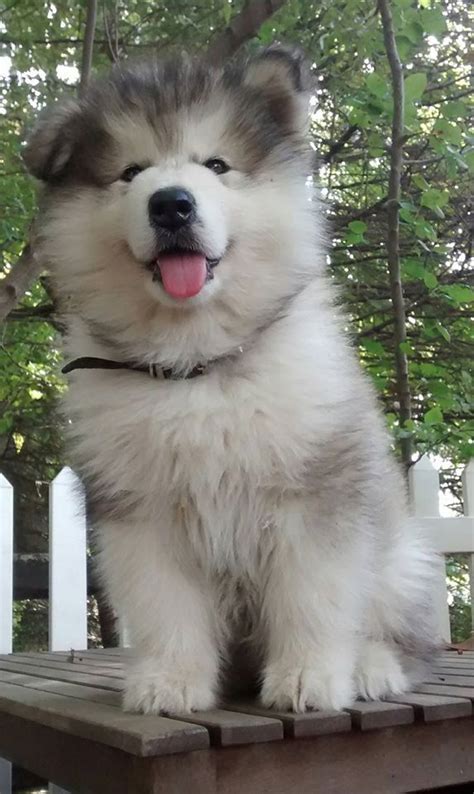He is compactly built, but not short coupled. Taiga Wooly (Long Haired) Malamutes & Huskies | Dogs ...
