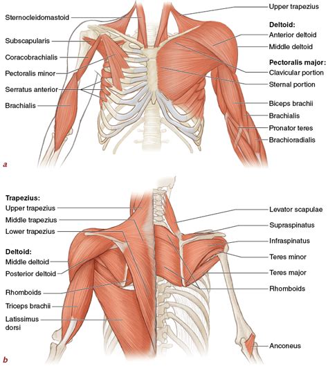 For example, the biceps muscle, in the front of the upper arm, is a flexor, and the triceps, at the back of the upper arm, is an extensor. Muscles, Movement Analysis, and Mat Work - Pilates Anatomy