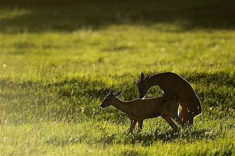 Plantureuse maman aux gros seins tronchée par un jeunot. Le rut du chevreuil | Christophe Salin - Photographe ...