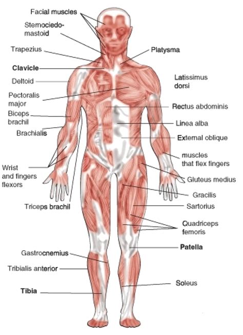 Diagram illustrating the male chest with its associated arteries. Human Anatomy Body - Human Anatomy for Muscle ...