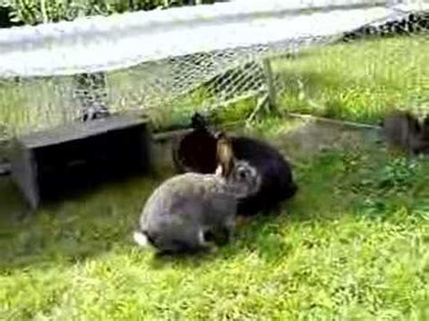 Ratten übertragen gefährliche krankheiten, plündern vorräte bzw. Hasen im Garten - YouTube