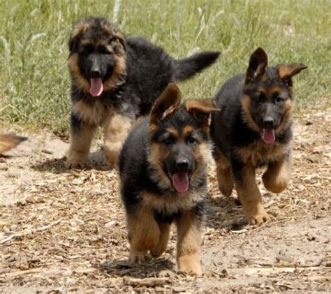 Join millions of people using oodle to find puppies for adoption, dog and puppy listings, and other pets adoption. German Shepherd Rescue Ky | PETSIDI