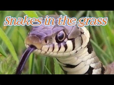 Rate this phrase:(4.00 / 1 vote). Snakes in the grass - YouTube