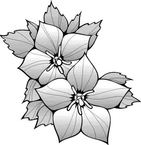 Euphorbia pulcherrima , conocida comúnmente como flor de nochebuena , flor de navidad , flor de pascua o poinsettia , entre otros nombres, es ampliamente utilizada como planta interior en navidad. flores de navidad para colorear e imprimir - Buscar con ...