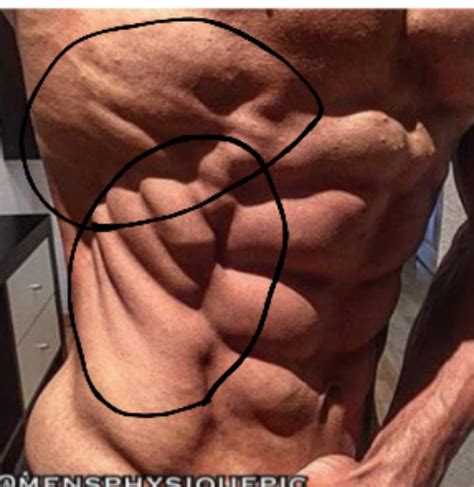 The serratus anterior muscle may be the sexiest muscle on the male physique. Need Serratus/Intercostal/Rib Cage Workout Ideas - Bigger ...