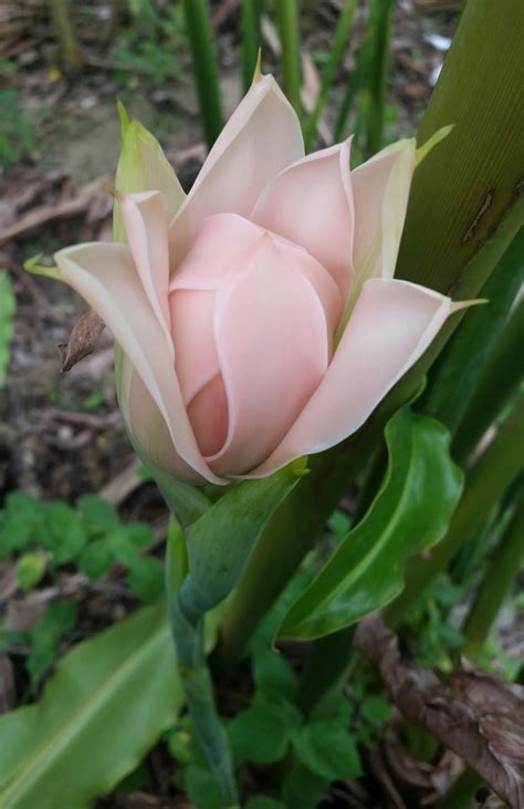 Sinonim botani termasuk nicolaia elatior, phaeomeria magnifica, nicolaia speciosa, phaeomeria speciosa, alpinia elatior, dan alpinia magnifica. Warisan Petani: Tanaman Pokok Kantan.