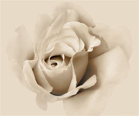 ❤ get the best rose wallpapers for desktop on wallpaperset. Rose Flower Soft Beige Photograph by Jennie Marie Schell