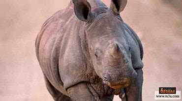 Ceratotherium simum)، هو نوع من الحيوانات الثدية أحادي الطراز من فصيلة الكركدنيات ومن رتبة وتريات الأصابع يعيش في جنوب أفريقيا والجنوب السوداني، ويألف الأراضي المعشبة والمجدبة القريبة من الأنهار وبرك المياه. وحيد القرن : خطر الانقراض الذي يتهدد وجوده في البرية ...