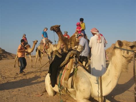 Atol protected and we're rated 4.6/5 by our customers. Camel ride Trip in Sharm Desert | Sharm Safari Tours