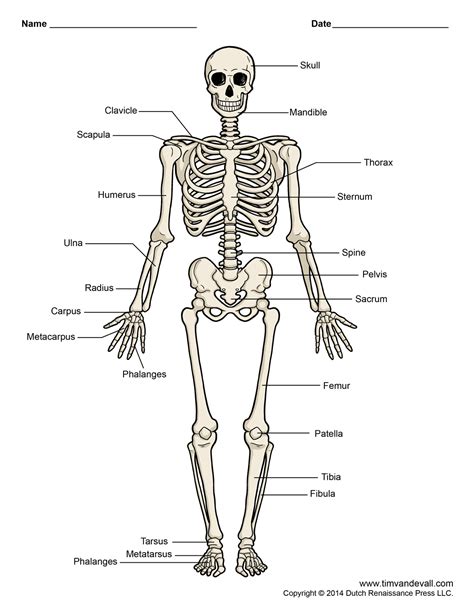 It has an oval aperture. human-skeleton-diagram - Tim's Printables