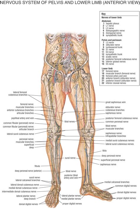 The biological study of the functions of living organisms and their parts. ANATOMY | Human anatomy, Nervous system diagram, Human ...