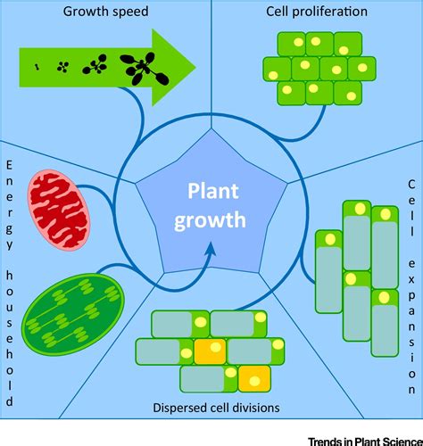 In general, after they have. Plant Growth Beyond Limits: Trends in Plant Science