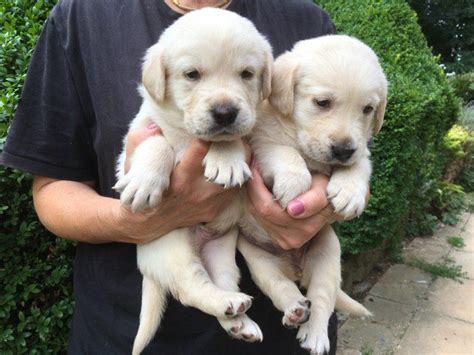 Update puppies all now reserved. Golden Retriever Puppies For Sale | New York, NY #294926