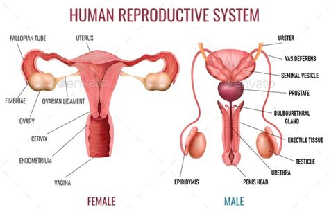 (i) the human female reproductive system which produces eggs is ovary. Realistic Human Reproductive System by macrovector ...