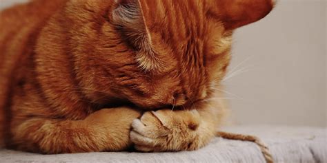 Your pet can also feel pain especially if they are in a bad condition. CBD Oil for Cats - What to Look for and Avoid ...