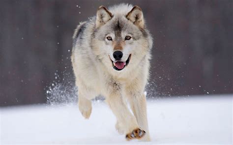 Wolves definition, the plural of wolf. Wolf hunting wallpapers and images - wallpapers, pictures ...